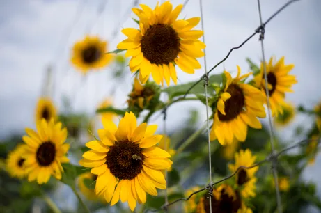 sunflowers - thrive
