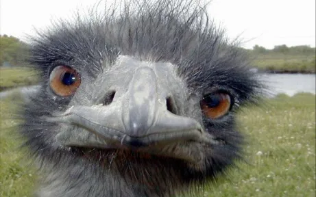 ostrich-face