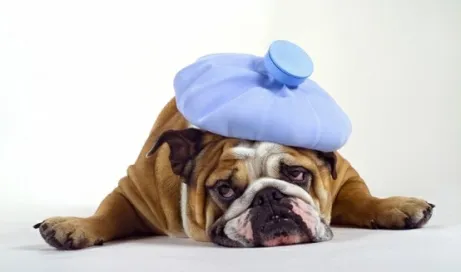 sick-bulldog