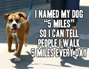 dog-5-miles